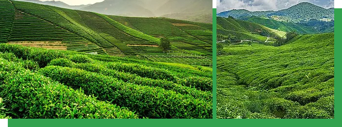 枣树种植/苗木批发/枣树造林工程