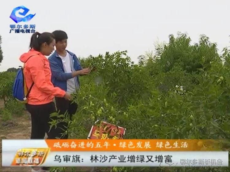 乌审旗：林沙产业增绿又增富