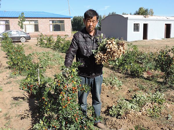 蒙枣2号套种花生