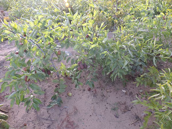 种植基地
