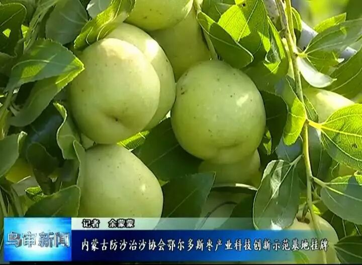 内蒙古防沙治沙协会鄂尔多斯枣产业