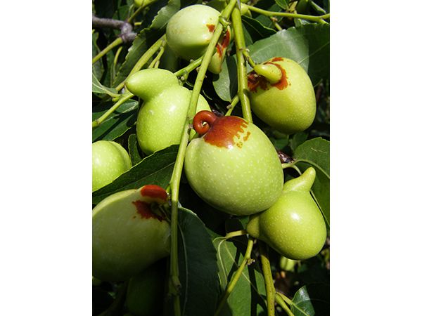 观赏—茶壶枣