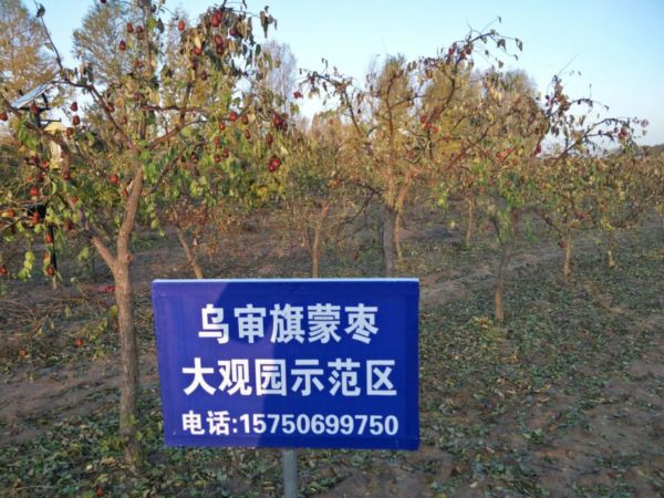 苗圃