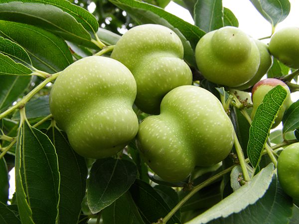 磨盘枣
