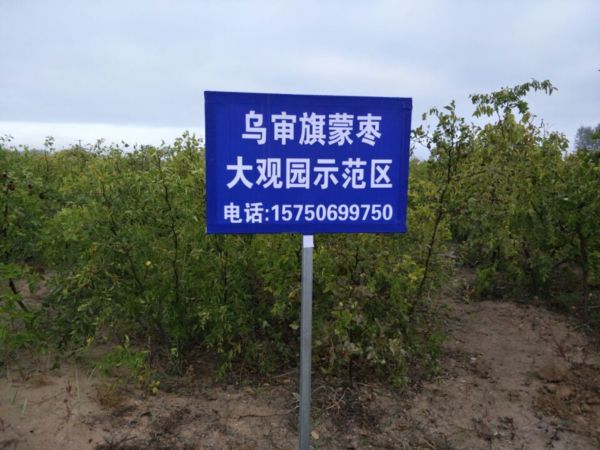 苗圃