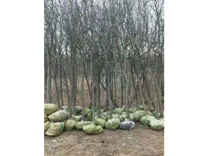 枣树种植/苗木批发/枣树造林工程