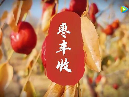 枣树“变身”农牧民“摇钱树”