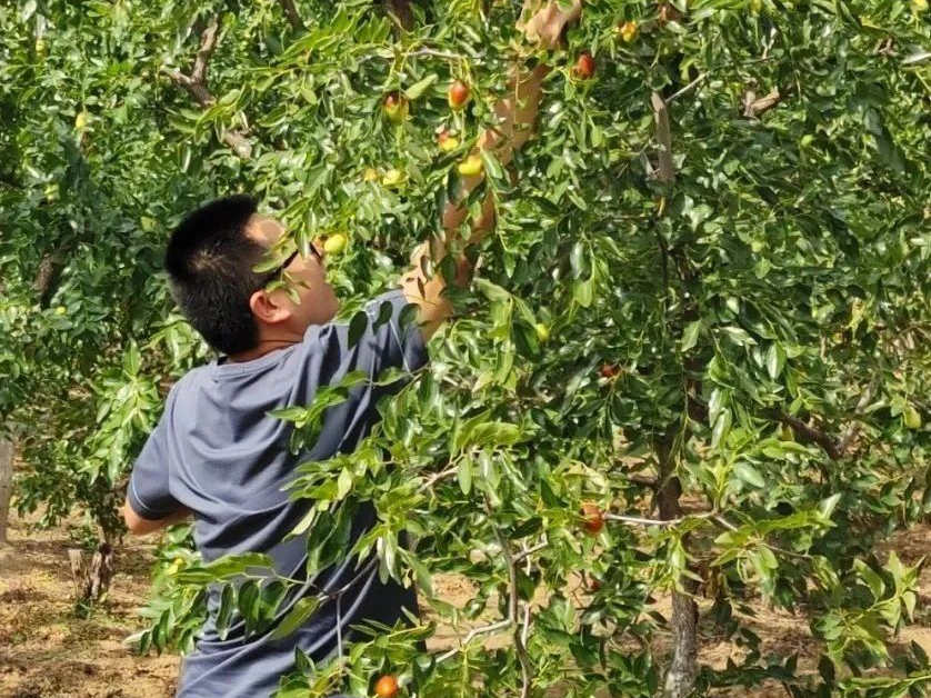 诚信建设万里行丨“蒙枣情”～用诚信赢得市场→乌审旗顺发种植专业合作社