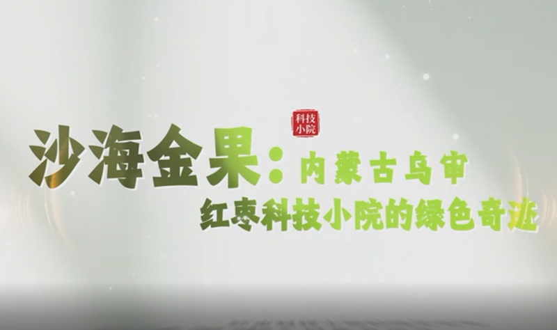 沙海金果：内蒙古乌审红枣科技小院的绿色奇迹